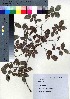  ( - TD081901)  @11 [ ] Copyright (2020) Unspecified Forestry and Forest Products Research Institute