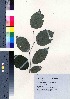  ( - TD081903)  @11 [ ] Copyright (2020) Unspecified Forestry and Forest Products Research Institute