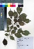  ( - TD081909)  @11 [ ] Copyright (2020) Unspecified Forestry and Forest Products Research Institute