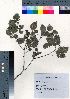  ( - TD082015)  @11 [ ] Copyright (2021) Unspecified Forestry and Forest Products Research Institute