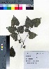  ( - TD082102)  @11 [ ] Copyright (2020) Unspecified Forestry and Forest Products Research Institute