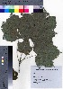  ( - TD082103)  @11 [ ] Copyright (2020) Unspecified Forestry and Forest Products Research Institute