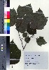  (Acer rufinerve - TD082108)  @11 [ ] Copyright (2020) Unspecified Forestry and Forest Products Research Institute