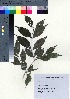  ( - TD082111)  @11 [ ] Copyright (2020) Unspecified Forestry and Forest Products Research Institute
