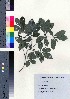  ( - TD082119)  @11 [ ] Copyright (2020) Unspecified Forestry and Forest Products Research Institute