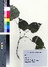  ( - TD082124)  @11 [ ] Copyright (2020) Unspecified Forestry and Forest Products Research Institute