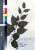  ( - TD082132)  @11 [ ] Copyright (2020) Unspecified Forestry and Forest Products Research Institute