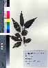  ( - TD082135)  @11 [ ] Copyright (2020) Unspecified Forestry and Forest Products Research Institute