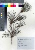  ( - TD082140)  @11 [ ] Copyright (2020) Unspecified Forestry and Forest Products Research Institute