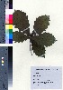  ( - TD082141)  @11 [ ] Copyright (2020) Unspecified Forestry and Forest Products Research Institute