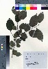  ( - TD082147)  @11 [ ] Copyright (2020) Unspecified Forestry and Forest Products Research Institute
