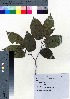  ( - TD082201)  @11 [ ] Copyright (2020) Unspecified Forestry and Forest Products Research Institute