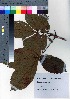  ( - TD082206)  @11 [ ] Copyright (2020) Unspecified Forestry and Forest Products Research Institute