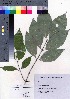  ( - TF090005)  @11 [ ] Copyright (2020) Unspecified Forestry and Forest Products Research Institute