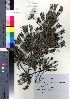  ( - TF090011)  @11 [ ] Copyright (2020) Unspecified Forestry and Forest Products Research Institute