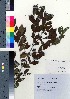  ( - TF090016)  @11 [ ] Copyright (2020) Unspecified Forestry and Forest Products Research Institute