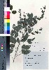  (Lespedeza bicolor var. bicolor - TF090022)  @11 [ ] Copyright (2020) Unspecified Forestry and Forest Products Research Institute