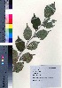  ( - oIch0001)  @11 [ ] Copyright (2020) Unspecified Forestry and Forest Products Research Institute