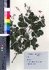  ( - oIch0005)  @11 [ ] Copyright (2020) Unspecified Forestry and Forest Products Research Institute
