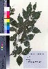  ( - oIch0007)  @11 [ ] Copyright (2020) Unspecified Forestry and Forest Products Research Institute