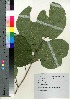  ( - oIch0009)  @11 [ ] Copyright (2020) Unspecified Forestry and Forest Products Research Institute