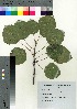  ( - oIch0015)  @11 [ ] Copyright (2020) Unspecified Forestry and Forest Products Research Institute