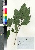  (Rhamnus davurica var. nipponica f. pubescens - oIch0020)  @11 [ ] Copyright (2020) Unspecified Forestry and Forest Products Research Institute