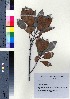  (Planchonella obovata var. obovata - oOGA0008)  @11 [ ] Copyright (2020) Unspecified Forestry and Forest Products Research Institute