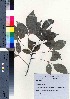  ( - oOGA0009)  @11 [ ] Copyright (2020) Unspecified Forestry and Forest Products Research Institute