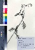  (Desmanthus - oOGA0012)  @11 [ ] Copyright (2020) Unspecified Forestry and Forest Products Research Institute