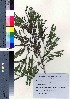  ( - oOGA0013)  @11 [ ] Copyright (2020) Unspecified Forestry and Forest Products Research Institute
