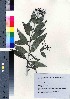  ( - oOGA0014)  @11 [ ] Copyright (2020) Unspecified Forestry and Forest Products Research Institute