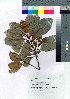  ( - oOGA0018)  @11 [ ] Copyright (2021) Unspecified Forestry and Forest Products Research Institute