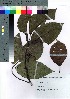  ( - oOGA0020)  @11 [ ] Copyright (2021) Unspecified Forestry and Forest Products Research Institute