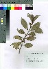  ( - oOGA0025)  @11 [ ] Copyright (2021) Unspecified Forestry and Forest Products Research Institute