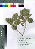  ( - oOGA0028)  @11 [ ] Copyright (2021) Unspecified Forestry and Forest Products Research Institute