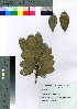  ( - oOGA0031)  @11 [ ] Copyright (2021) Unspecified Forestry and Forest Products Research Institute