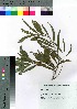  ( - oOGA0034)  @11 [ ] Copyright (2021) Unspecified Forestry and Forest Products Research Institute