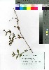  ( - oOGA0035)  @11 [ ] Copyright (2021) Unspecified Forestry and Forest Products Research Institute