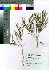  ( - oOGA0038)  @11 [ ] Copyright (2021) Unspecified Forestry and Forest Products Research Institute
