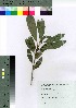  ( - oOGA0041)  @11 [ ] Copyright (2021) Unspecified Forestry and Forest Products Research Institute