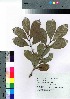  (Psidium cattleyanum f. lucidum - oOGA0048)  @11 [ ] Copyright (2021) Unspecified Forestry and Forest Products Research Institute