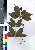  ( - oOGA0049)  @11 [ ] Copyright (2021) Unspecified Forestry and Forest Products Research Institute