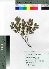  ( - oOGA0050)  @11 [ ] Copyright (2021) Unspecified Forestry and Forest Products Research Institute