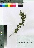  (Osteomeles - oOGA0066)  @11 [ ] Copyright (2021) Unspecified Forestry and Forest Products Research Institute