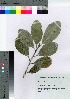  (Planchonella boninensis - oOGA0068)  @11 [ ] Copyright (2021) Unspecified Forestry and Forest Products Research Institute