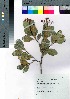  ( - oOGA0072)  @11 [ ] Copyright (2021) Unspecified Forestry and Forest Products Research Institute