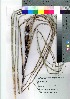  ( - oOGA0073)  @11 [ ] Copyright (2021) Unspecified Forestry and Forest Products Research Institute