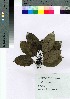 ( - oOGA0075)  @11 [ ] Copyright (2021) Unspecified Forestry and Forest Products Research Institute