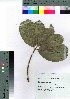  ( - oOGA0082)  @11 [ ] Copyright (2021) Unspecified Forestry and Forest Products Research Institute